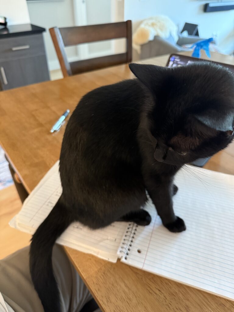 A black cat sitting on a notebook.