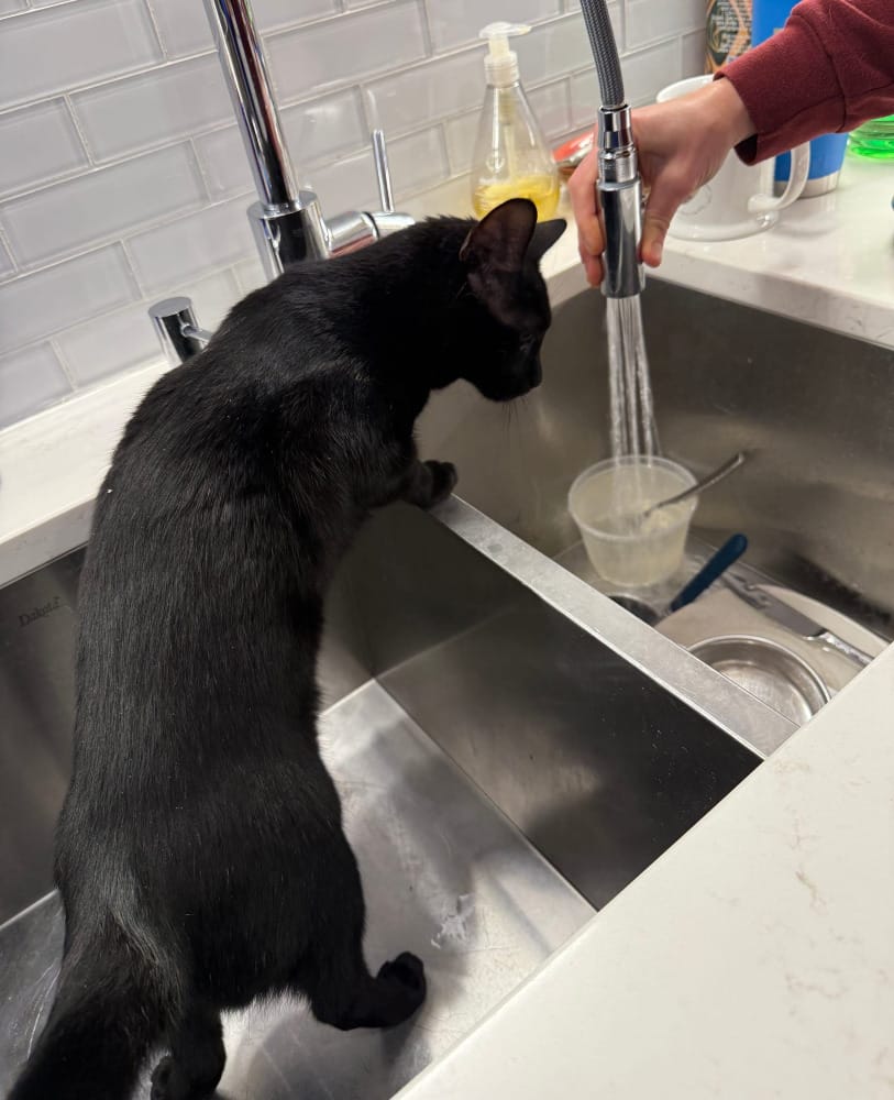 A black cat in the sink, fascinated with water.