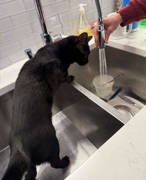 A black cat in the sink, fascinated with water.