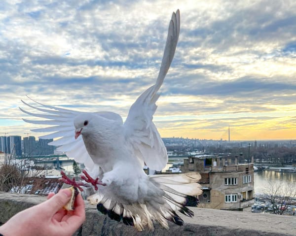 Burns After Reading: Volume 4